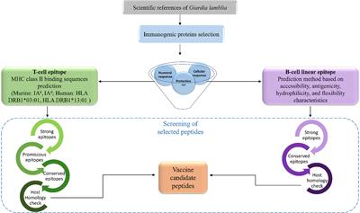 “Immunoinformatic Identification of T-Cell and B-Cell Epitopes From Giardia lamblia Immunogenic Proteins as Candidates to Develop Peptide-Based Vaccines Against Giardiasis”